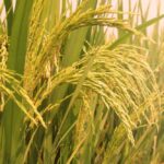 برنج کشت دوم