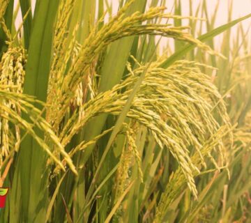 برنج کشت دوم