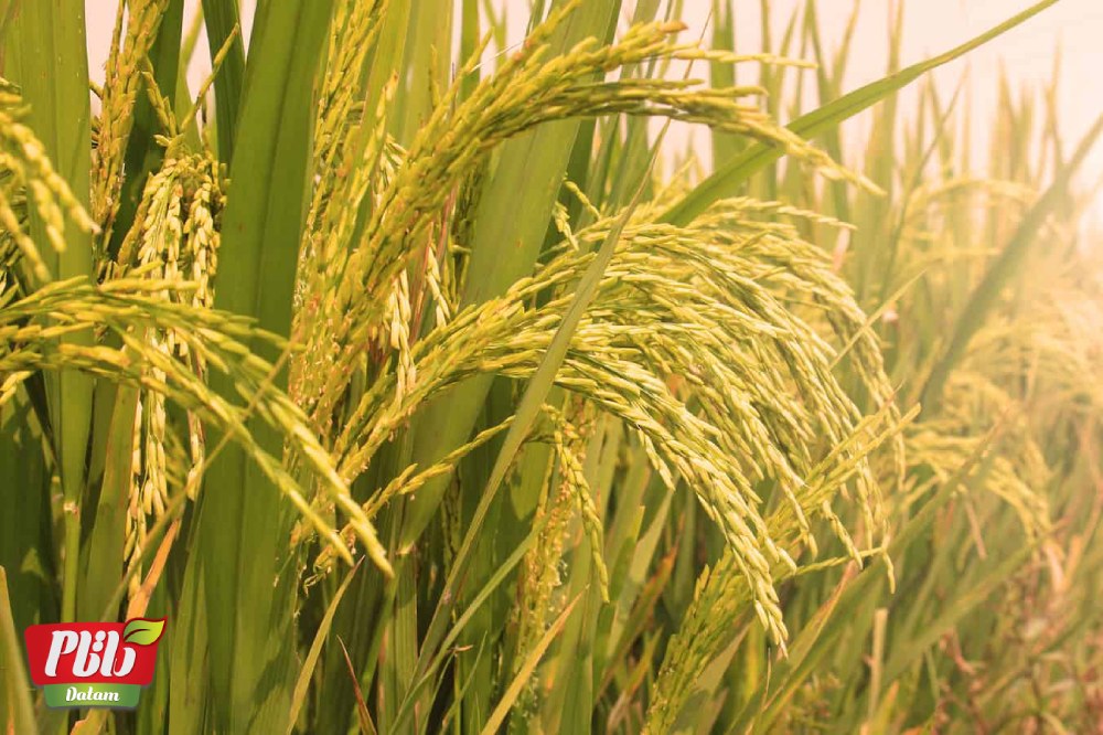 برنج کشت دوم