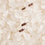 از بین بردن شپشک برنج