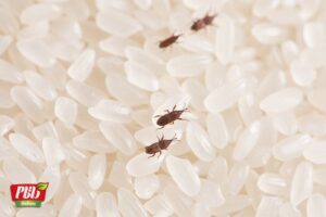 از بین بردن شپشک برنج