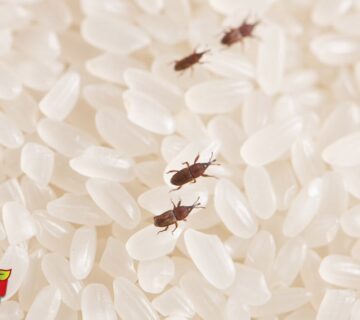 از بین بردن شپشک برنج