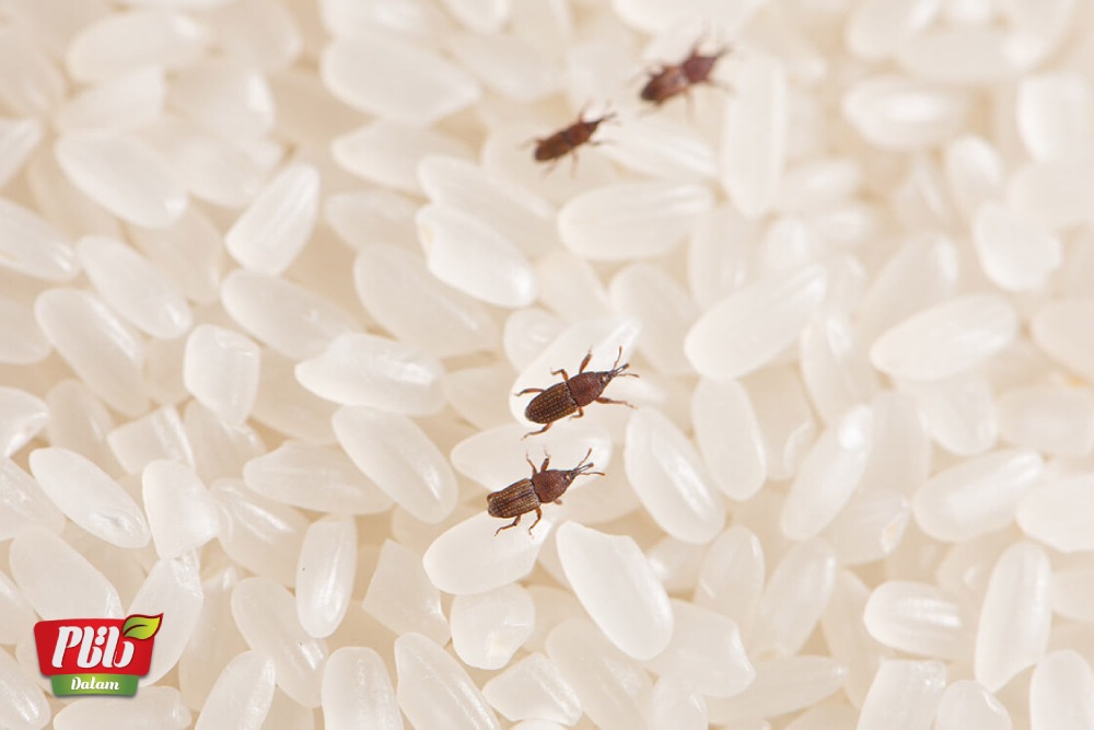 از بین بردن شپشک برنج